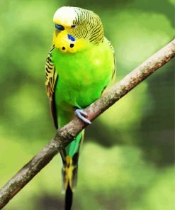 Green Parakeet Budgerigar paint by numbers
