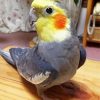 Grey Cockatiel paint by number