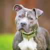 Grey Pitbull paint by numbers