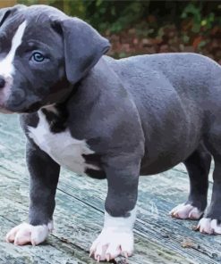 Grey Pitbull Puppy paint by numbers
