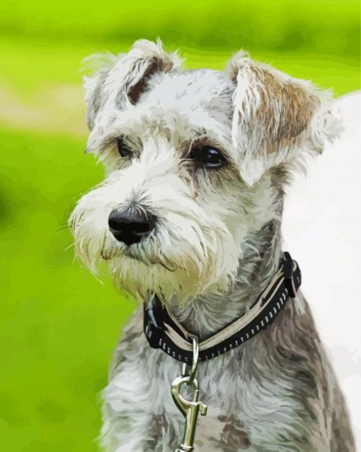 Grey Schnauzer paint by number