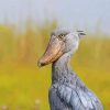 Grey Shoebill paint by number