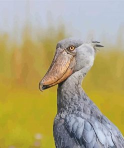 Grey Shoebill paint by number