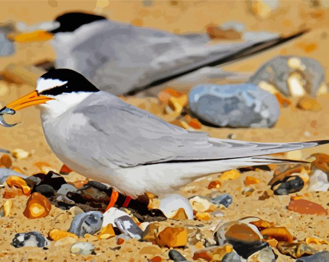 Grey Tern paint by number