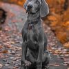 Grey Weimaraner Puppy paint by numbers