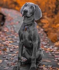 Grey Weimaraner Puppy paint by numbers