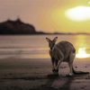Kangaroo In Queensland Beach At Sunset paint by number