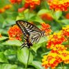 Lantana And Butterfly paint by number