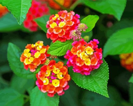 Lantana Flowers paint by number