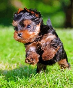 Little Yorkshire Terrier Running paint by number