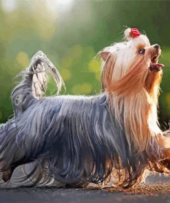 Long Hair Yorkshire Terrier paint by number