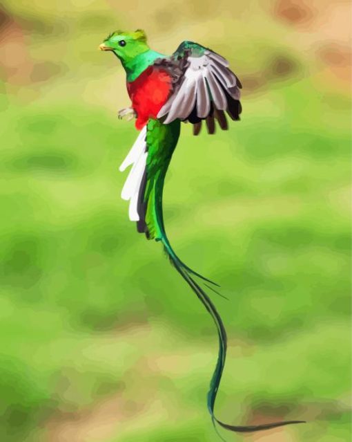 Long Tailed Quetzal Flying paint by number