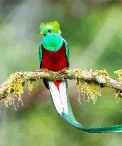Long Tailed Quetzal Bird On A Branch paint by number