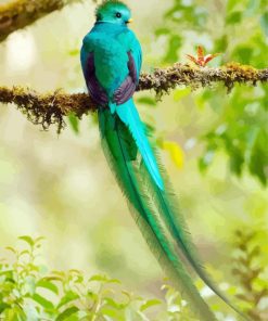 Long Tailed Quetzal paint by number