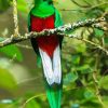 Long Tailed Colorful Quetzal paint by number