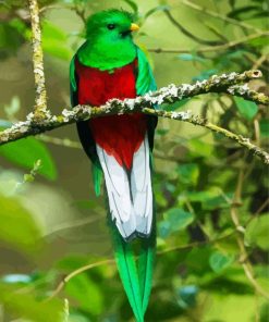 Long Tailed Colorful Quetzal paint by number