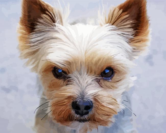 Mad Yorkie paint by number