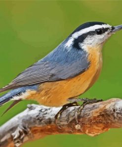 Nuthatch Bird Animal paint by number