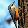 Nuthatch Cute Bird paint by numbers