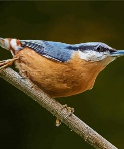 Nuthatch Cute Bird paint by numbers