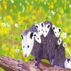 Opossum Family paint by number
