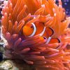 Orange Anemones And Clown Fish paint by numbers