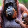 Orangutan And Baby Monkey paint by number