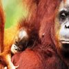 Orangutan Family paint by number