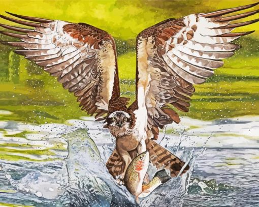 Osprey Bird Hunting paint by number