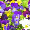 Pansy Flowers paint by numbers