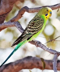Parakeet Budgerigar paint by number