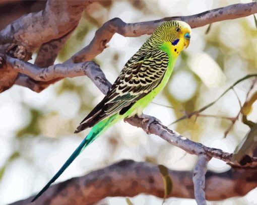 Parakeet Budgerigar paint by number