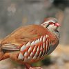 Partridge Bird paint by number