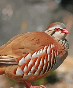 Partridge Bird paint by number