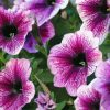 Petunia paint by number