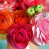 Pink And Orange Ranunculus paint by number