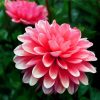 Pink Dahlia paint by numbers