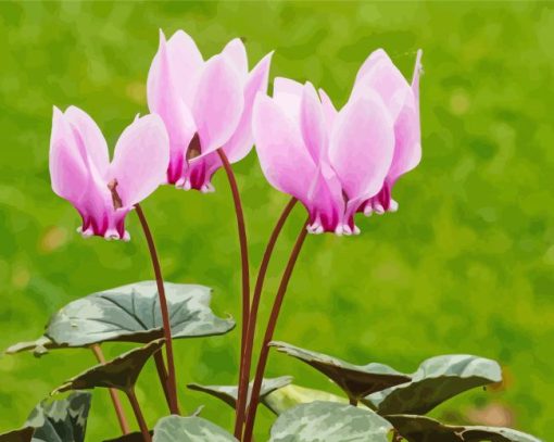 Pink Cyclamen Plants paint by number