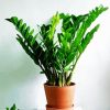 Plant Zamioculcas paint by numbers