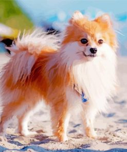 Pomeranian Puppy paint by numbers