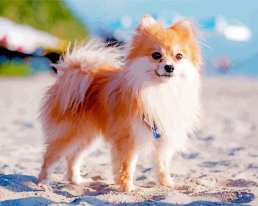 Pomeranian Puppy paint by numbers