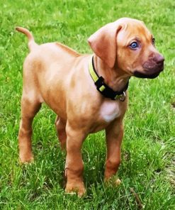 Puppy Rhodesian Ridgeback paint by number