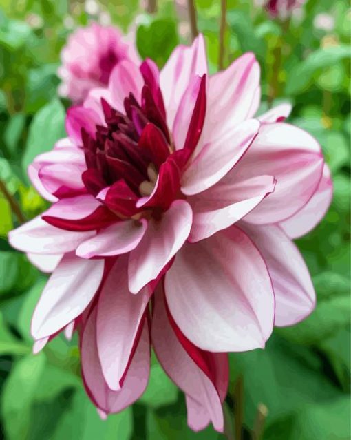 Red And White Dahlia Flower paint by numbers