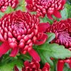 Red Chrysanthemum paint by number