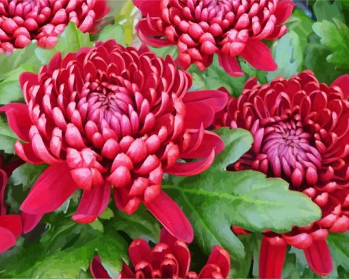 Red Chrysanthemum paint by number