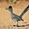 Road Runner Bird paint by number