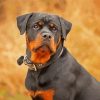 Rottweiler Dog Animal paint by numbers
