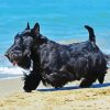 Scottish Terrier Dog paint by numbers