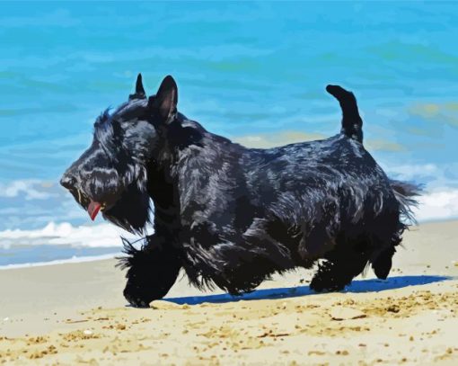 Scottish Terrier Dog paint by numbers