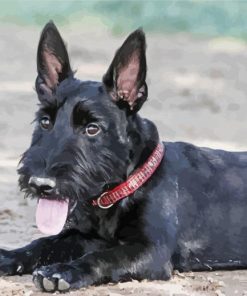 Scottish Terrier Puppy paint by numbers